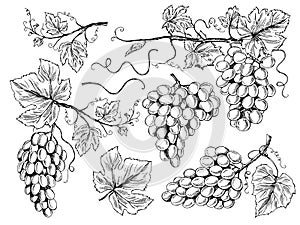 Grape sketch. Floral pictures wine grapes with leaves and tendrils vineyard engraving vector hand drawn illustrations