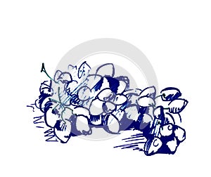 Grape sketch