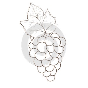 Grape sketch