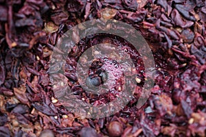 Grape skins and solids. Wine fermentation close up.