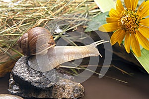 Grape snail is actively crawling in nature. mollusc and invertebrate. delicacy meat and gourmet food