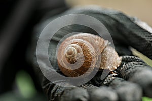 grape snail in black gloved hand . Slugs and snails. Pests and insects