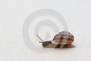 A grape snail with a brown shell crawling on a belu of a textured surface.