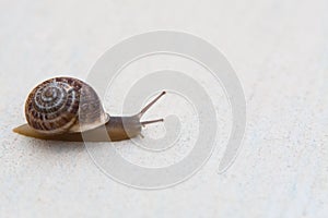 A grape snail with a brown shell sinks on a white surface