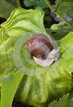 A grape snail on a bunch of green grapes.