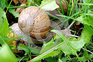 Grape snail close-up among the grass
