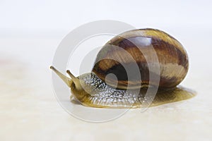 Grape snail close-up - studio shot, biology, wild life, male, food