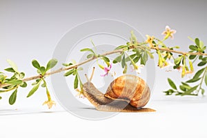 Grape Snail and colorful flowers on a white background