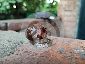 Grape snail crawling on a brick wall