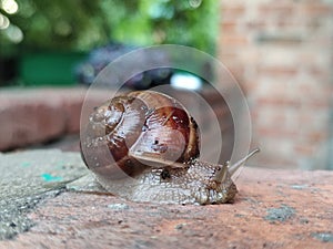 Grape snail crawling on a brick wall