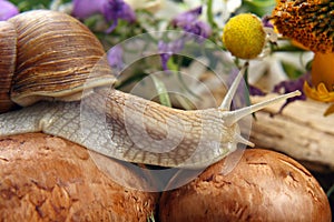 Grape snail crawling over mushrooms against a background of flowers. mollusc and invertebrate