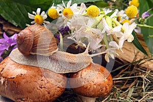 Grape snail crawling over mushrooms against a background of flowers. mollusc and invertebrate