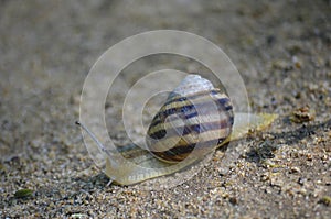 Grape snail crawling on the sand. Macro
