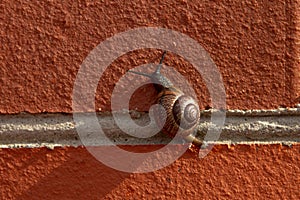 Grape snail crawling on the wall