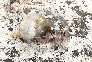 Grape snail crawls on a concrete wall