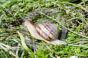 A grape snail crawls on the grass