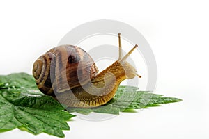 Grape snail crawls on a green leaf on a white background