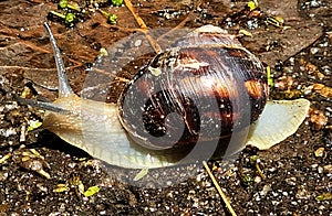 Grape snail crawls on the ground after rain