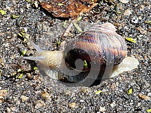 Grape snail crawls on the ground after rain