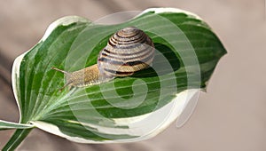 A grape snail crawls on a large green leaf,  a blurry background with selective focus