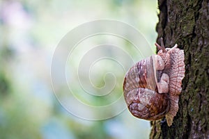 A grape snail crawls up the trunk of a tree. Vegetable, garden pest. Close-up