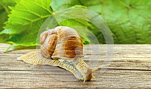 Grape snail crawls on a wooden table