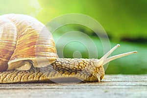 Grape snail crawls on a wooden table