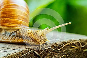 Grape snail crawls on a wooden table