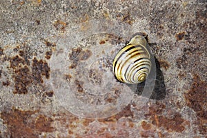 Grape snail creeps up rusty metal sheet. Mollusk has spiral shell