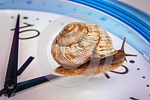 A grape snail on an desktop clock