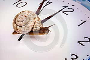 A grape snail on an desktop clock