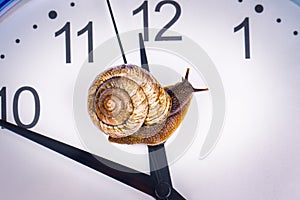 A grape snail on an desktop clock