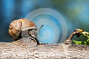 Grape snail, Europe`s largest snail crawls on a tree