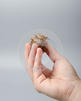 grape snail in female hand, asian protein food