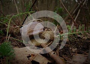 Grape snail, forest.