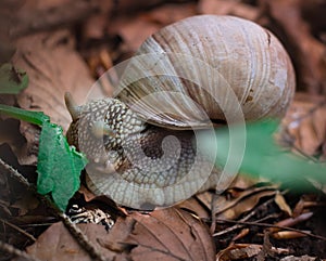 Snail gastropoda feeds up with green leaf in undergrowth forest