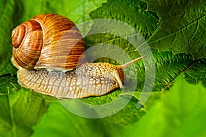 Grape snail on green and juicy grape leaves
