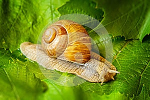 Grape snail on green and juicy grape leaves