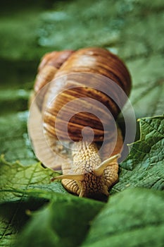 Grape snail on green and juicy grape leaves