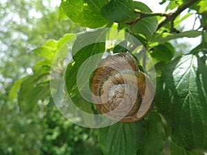 Grape snail on green leaf
