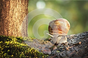 Grape snail Helix pomatia