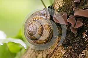 Grape snail Helix pomatia , a gastropod crawls up a tree trunk