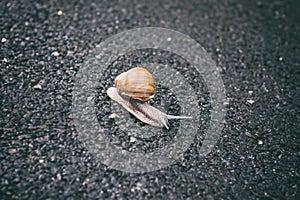 Grape snail helix pomatia gastropod mollusk on the asphalt road