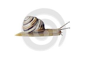 grape snail isolated on white background