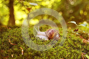 Grape snail in the moss in the forest glade