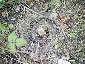 Grape snail on moss and green grass on a Sunny summer day. large terrestrial gastropod mollusk.  agricultural pest. delicacy. diet