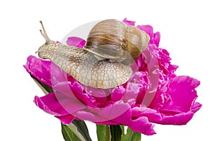 Grape snail on pink peiny