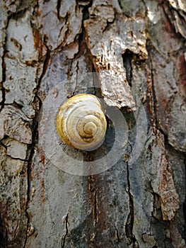 Grape snail on tree. Spiral shell. Bark of tree. Close-up. Copy space