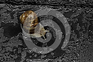Grape Snail on Wet Black Stone Background. Main Focus on Snail`s Head