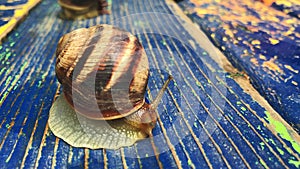 Grape snail on wooden background